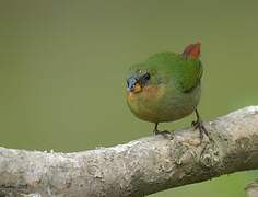 Red-throated Parrotfinch