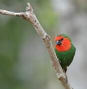 Red-throated Parrotfinch