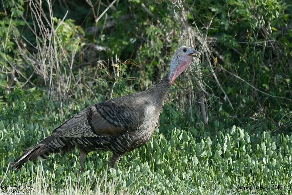 Wild Turkey female adult breeding, identification