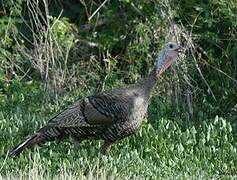 Wild Turkey