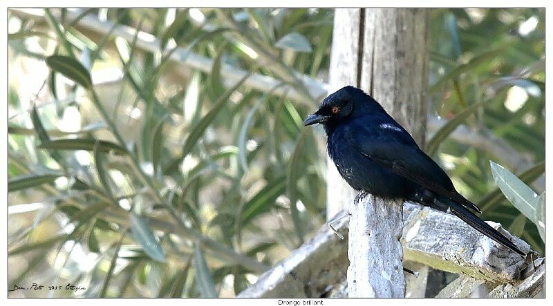 Fork-tailed Drongo