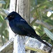 Fork-tailed Drongo