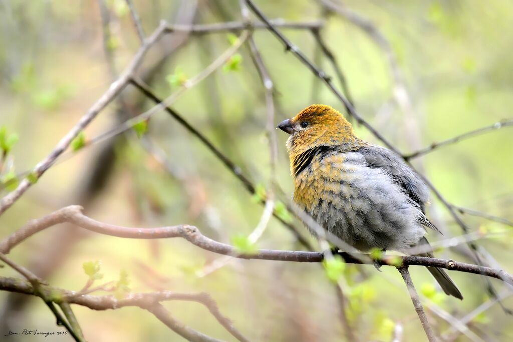 Pine Grosbeak