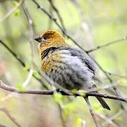 Pine Grosbeak