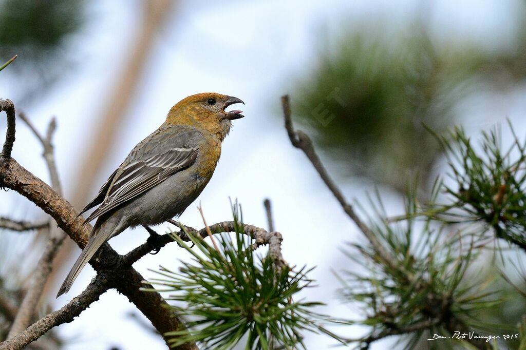 Pine Grosbeak