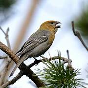 Pine Grosbeak