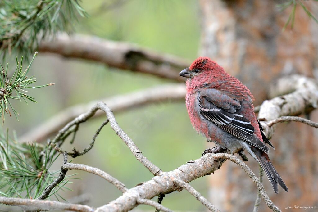 Pine Grosbeak