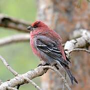 Pine Grosbeak