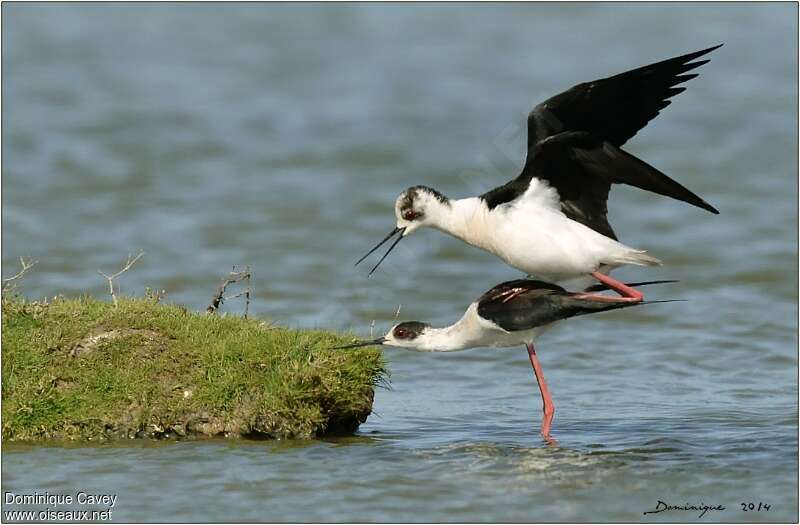 Black-winged Stiltadult breeding, mating., Reproduction-nesting