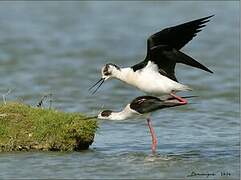 Black-winged Stilt