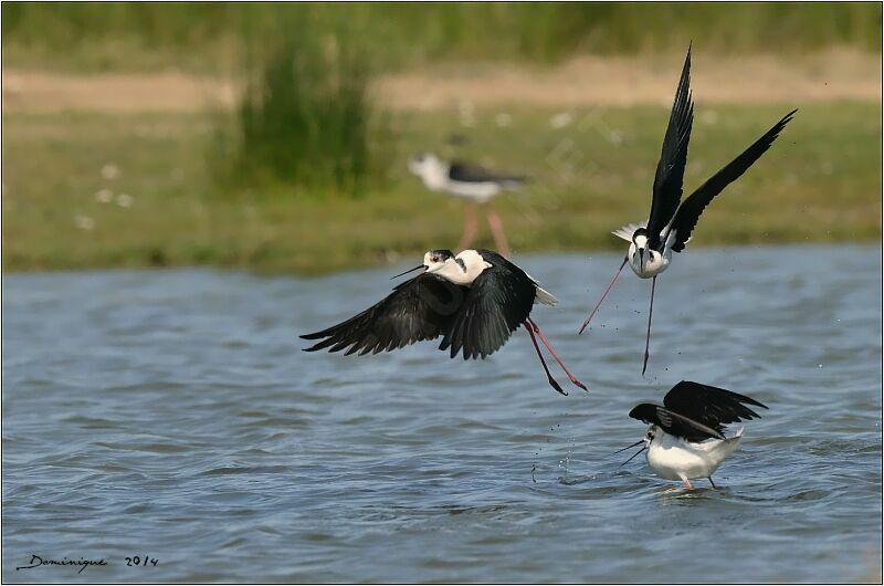 Black-winged Stilt