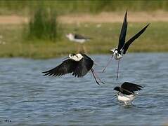 Black-winged Stilt