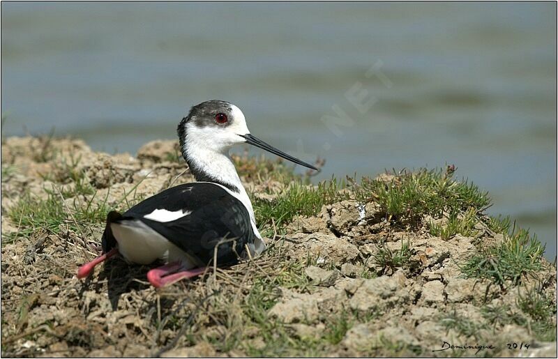 Black-winged Stilt