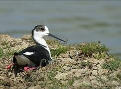 Black-winged Stilt