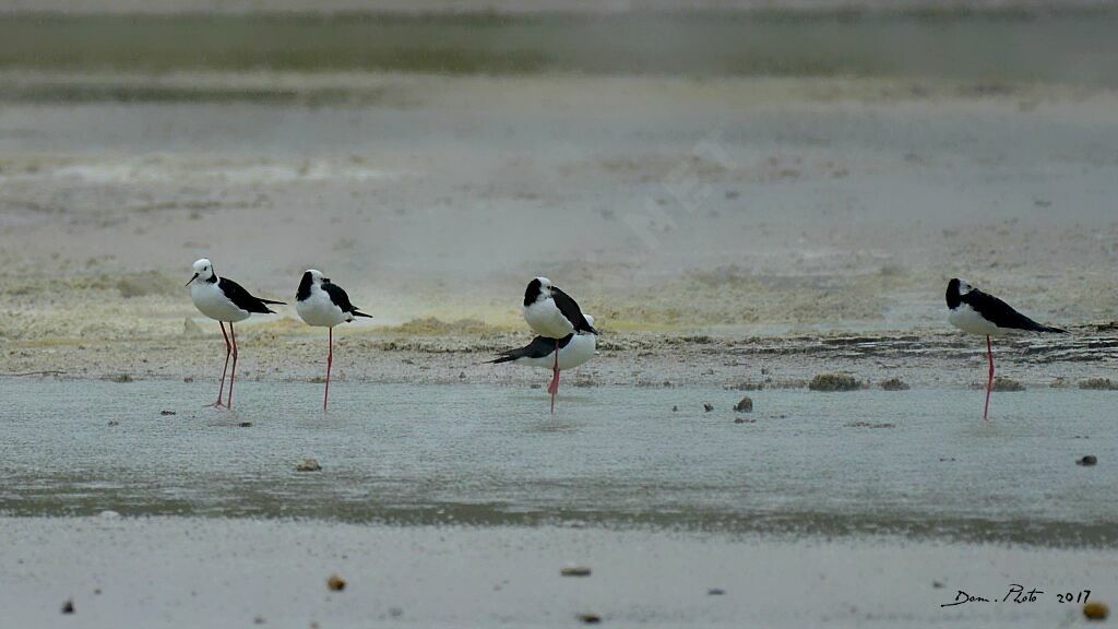 Pied Stilt