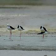 Pied Stilt