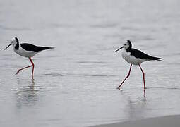 Pied Stilt