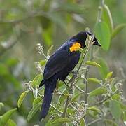 Black Cuckooshrike