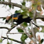 Black Cuckooshrike