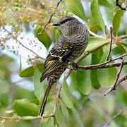 Black Cuckooshrike