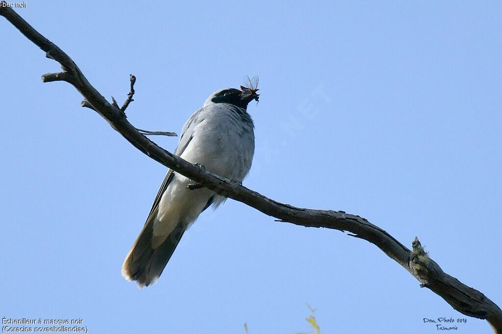 Black-faced Cuckooshrike