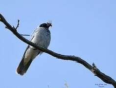 Black-faced Cuckooshrike