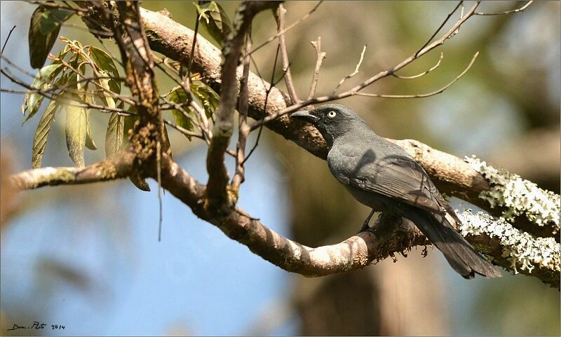 South Melanesian Cuckooshrike