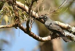 South Melanesian Cuckooshrike