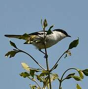 Long-tailed Triller