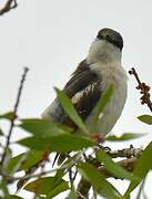 Long-tailed Triller