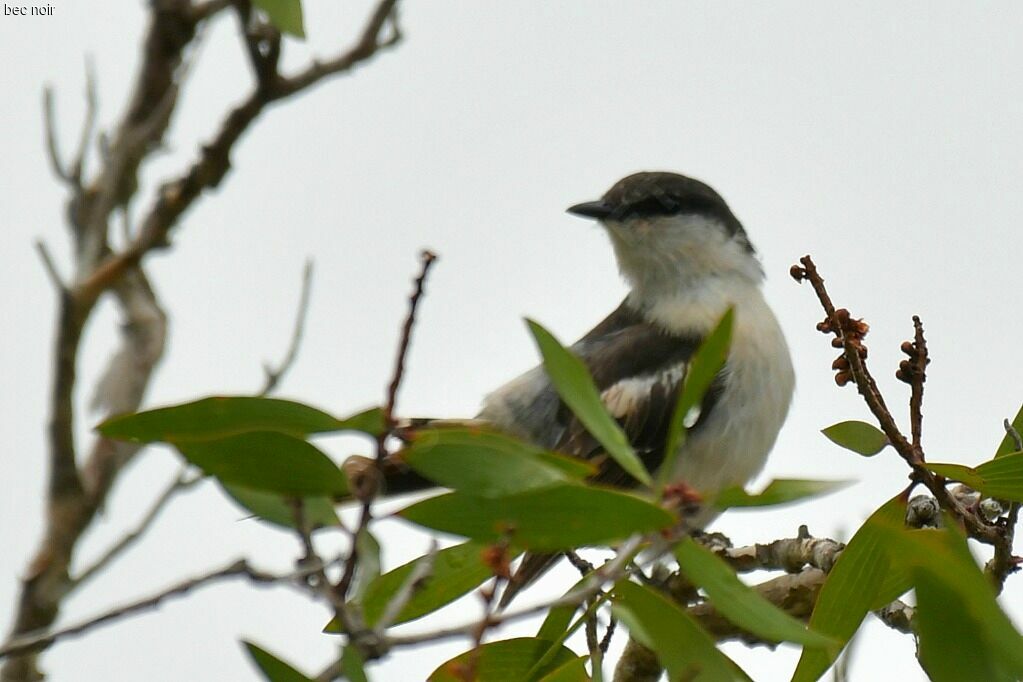 Long-tailed Triller