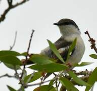 Long-tailed Triller