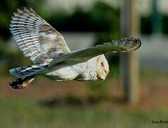 Eastern Grass Owl