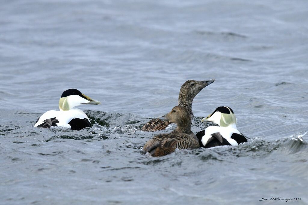 Eider à duvet