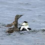 Eider à duvet