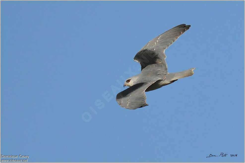 Black-winged Kitesubadult, pigmentation, Flight