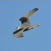 Black-winged Kite