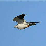 Black-winged Kite