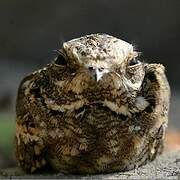 Slender-tailed Nightjar