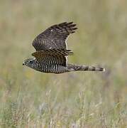 Eurasian Sparrowhawk