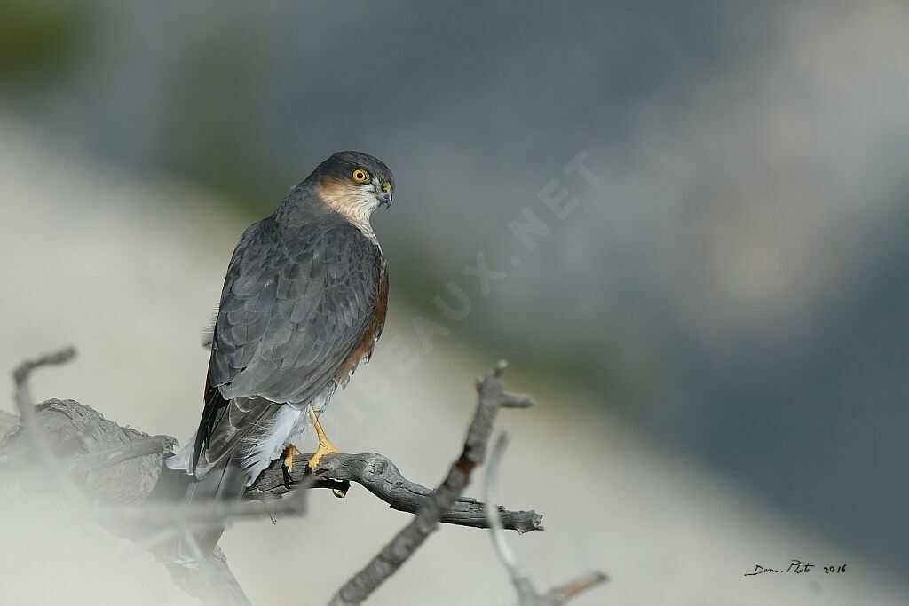 Eurasian Sparrowhawk