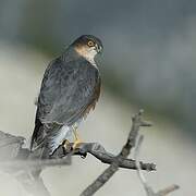 Eurasian Sparrowhawk