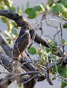 Little Sparrowhawk