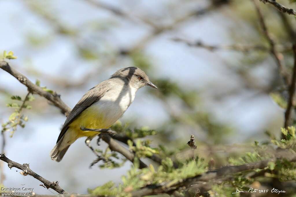 Yellow-bellied Eremomelaadult, identification