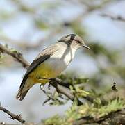 Yellow-bellied Eremomela