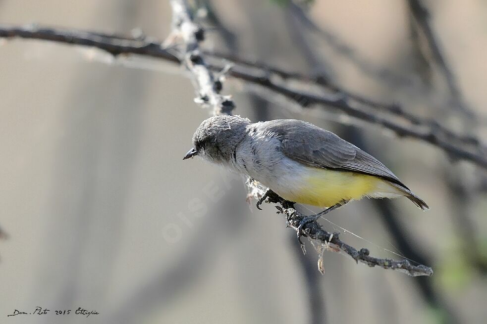 Yellow-bellied Eremomela