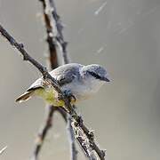 Yellow-bellied Eremomela