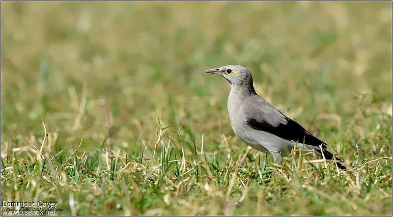 Wattled Starling male adult post breeding