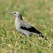 Wattled Starling