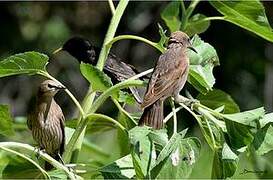 Common Starling